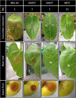 A Similar Secretome Disturbance as a Hallmark of Non-pathogenic Botrytis cinerea ATMT-Mutants?